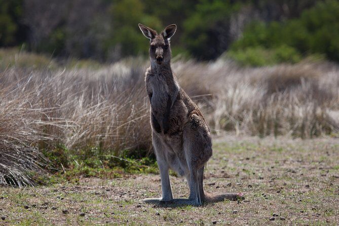 Great Ocean Road and Wildlife Tour for Backpackers aged 18-35 - A Deep Dive into the Great Ocean Road and Wildlife Tour