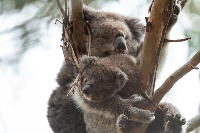 Great Ocean Road Coastal Spectcular with Wildlife Wonders - Frequently Asked Questions