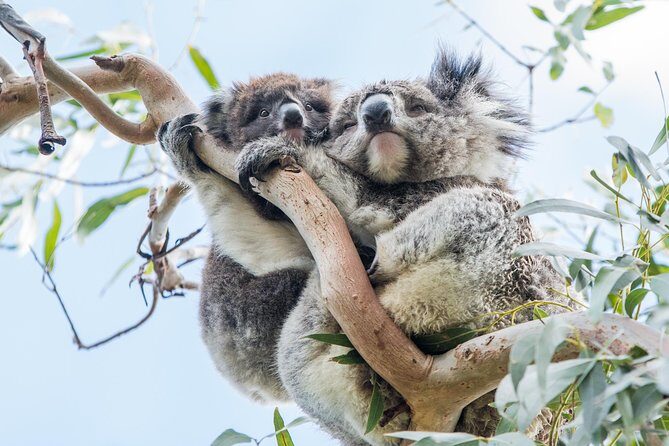 Great Ocean Road Grampians 3 Day National Park Tour Melbourne Roundtrip - Practical Details and What They Mean for You