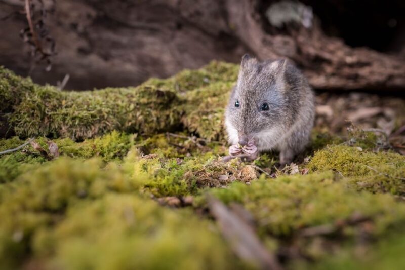 Great Ocean Road: Guided Wildlife Walk that Supports Nature - What Do the Reviews Say?