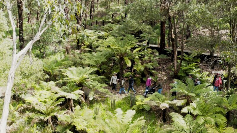 Great Ocean Road: Guided Wildlife Walk that Supports Nature - Who Is This Tour Best For?