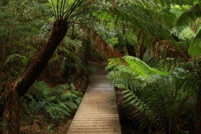 Great Ocean Road Medium Size Group Tour - An In-Depth Look at the Itinerary and Experience