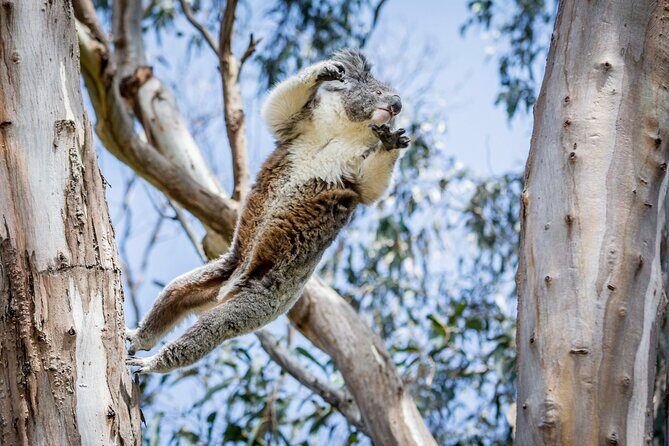 Great Ocean Road Private Group Tour in Melbourne - Key Points