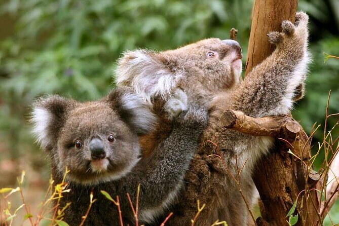 Great Ocean Road Small-Group Eco Tour from Melbourne - Into the Rainforest: Mait’s Rest and Otway National Park