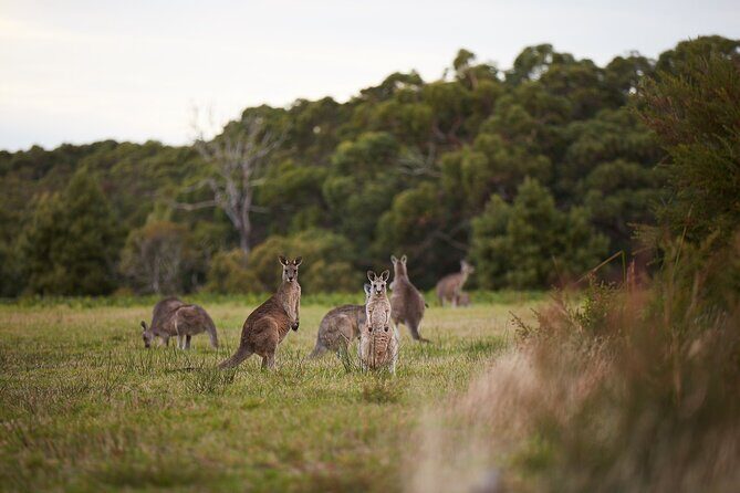 Great Ocean Road Small Group Tour with Dingos, Sparkling & Lunch - FAQ