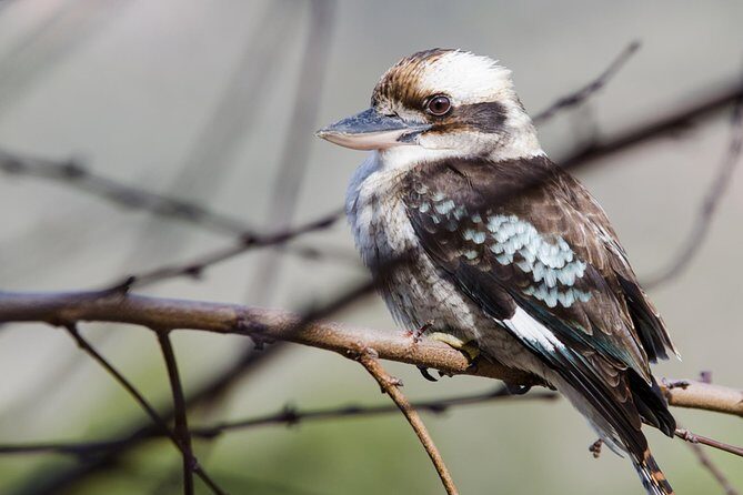 Great Ocean Road to Grampians 2 Day 1 Night Tour from Melbourne to Adelaide - Who Is This Tour Best For?