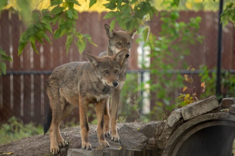 Great Plains Zoo - FAQ