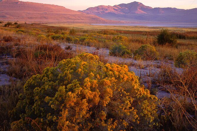 Great Salt Lake and Antelope Island Day Tour - A Closer Look at the Great Salt Lake and Antelope Island Day Tour