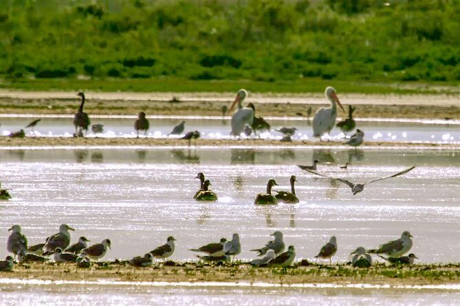 Great Salt Lake Guided Bus Tour from Salt Lake City - What You Will Love