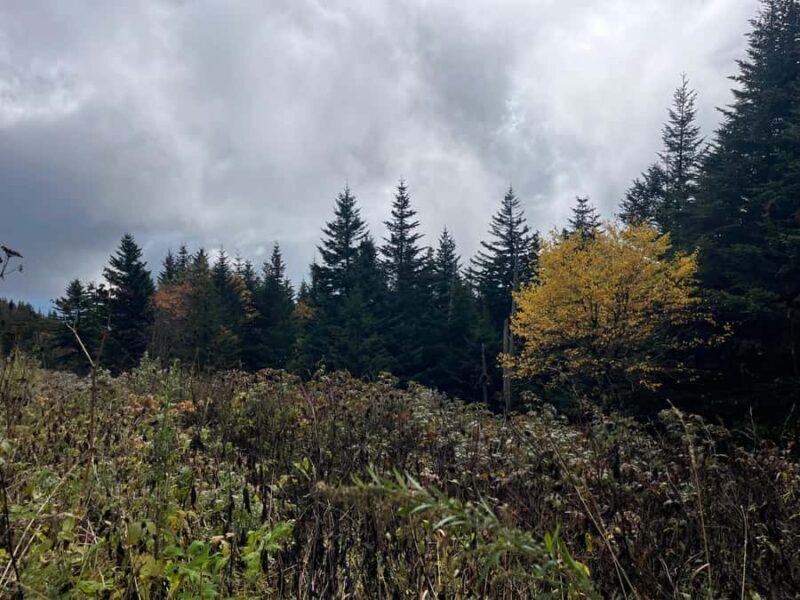 Great Smoky Mtns: Folklore Flora Fauna - Storytelling Hikes - Exploring the Great Smoky Mountains: Folklore, Flora, and Fauna Storytelling Hikes