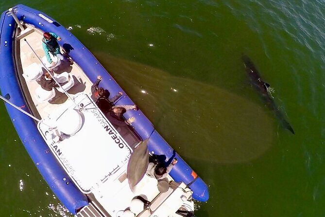 Great White Sharks Topside in Monterey Bay - An In-Depth Look at the Great White Sharks Topside Tour