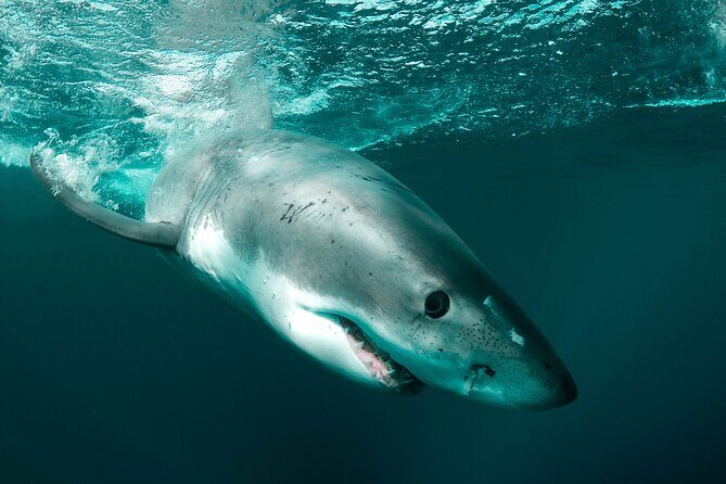 Great White Sharks Topside in Monterey Bay - FAQs