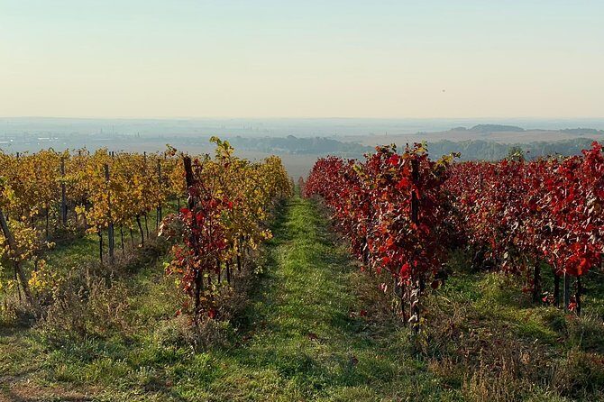 Great Wine Tour in Small Carpathian Hills - The Sum Up: Is It Worth It?