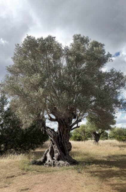 Greece: Private Olive Oil Tasting and Corinth Canal Tour - Final Thoughts