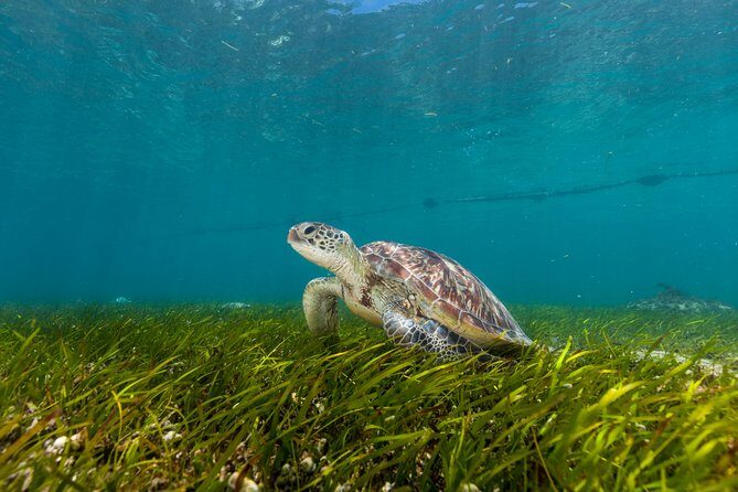 Green Island Day Trip from Cairns - Who Will Appreciate It?