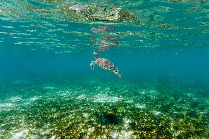 Green Island Day Trip from Cairns - Final Thoughts