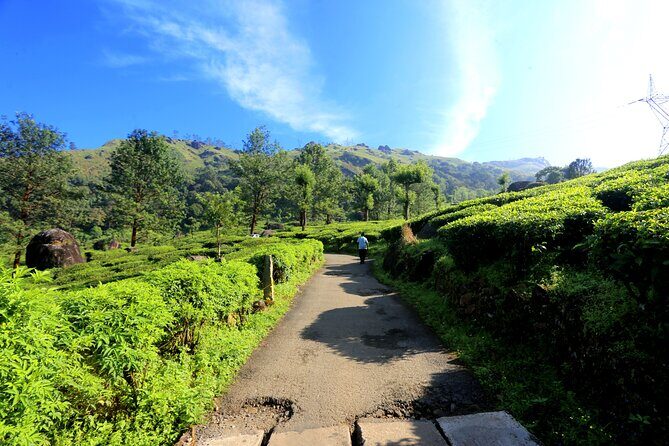 Green Magic Day Tour to Munnar - An In-Depth Look at the Green Magic Day Tour to Munnar