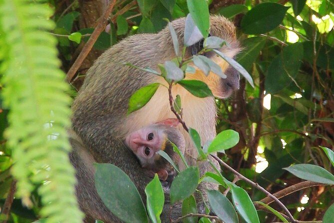 Green Monkey Time - Who Will Love This Tour?