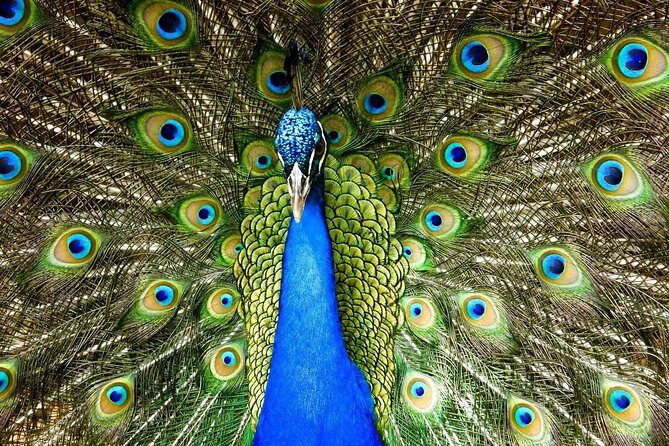 Green Monkey Time - Final Thoughts