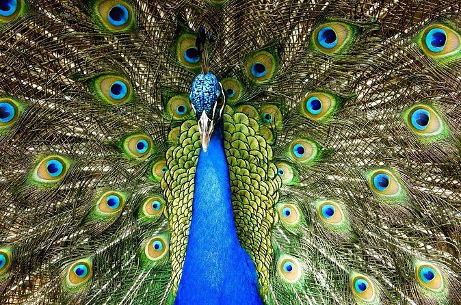 Green Monkey Time - FAQ