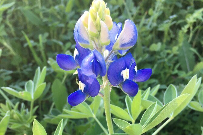 Greenbelter Safari Hikes - Exploring Austin’s Green Spaces with Greenbelter Safari Hikes