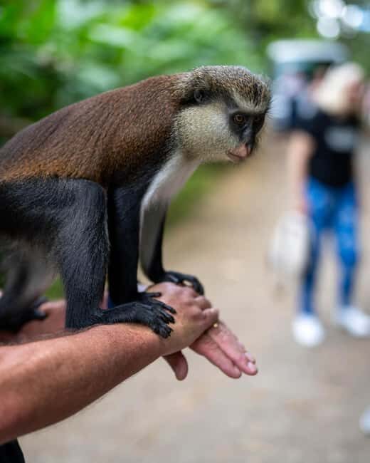 Grenada: Annandale Waterfall, Grand Etang, Grand Anse beach - The Sum Up: Who Will Love This Tour?