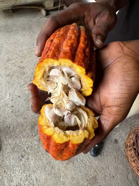 Grenada: Belmont Estate Tree to Bar Chocolate Workshop - The Journey Begins in the Groves