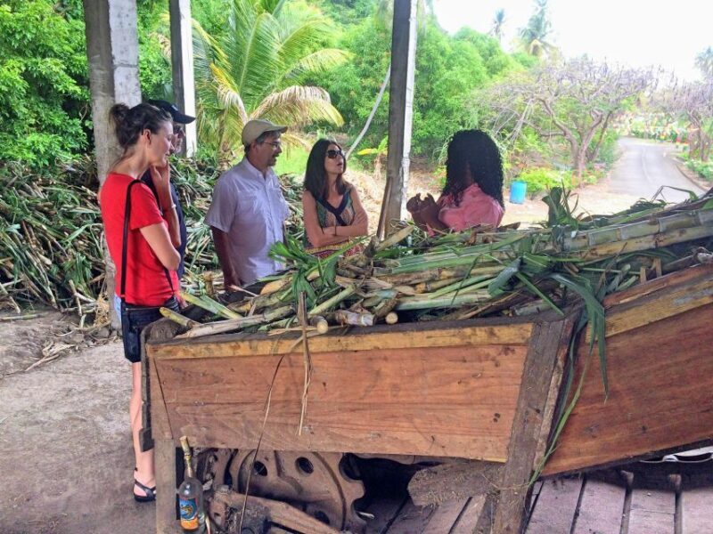 Grenada: Chocolate Tour & Lunch at Petite Anse - Who Should Consider This Tour?