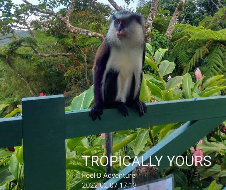 Grenada: Culture and Nature Island Tour with Chocolate & Rum - Transportation and Comfort