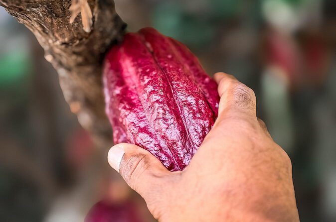 Grenada Half Day Tour: Fort, Spice, Falls, Chocolate & Lunch Stop - Final Thoughts