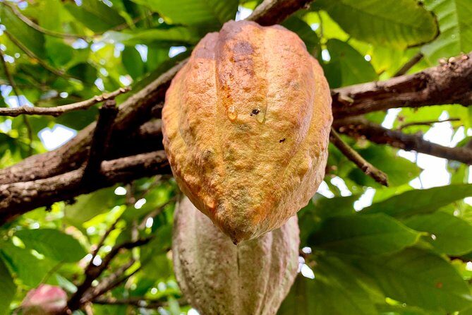 Grenada Herb & Spice Tour -Fort Frederick, Chocolate & Waterfalls - Overview of the Grenada Herb & Spice Tour