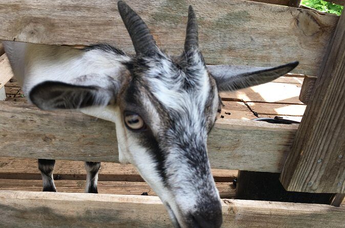 Grenada in a Nutshell- Deluxe Island Tour - FAQ