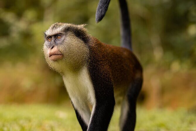 Grenada Nature and Heritage Escape Private Tour with Pickup - A Detailed Look at the Grenada Experience