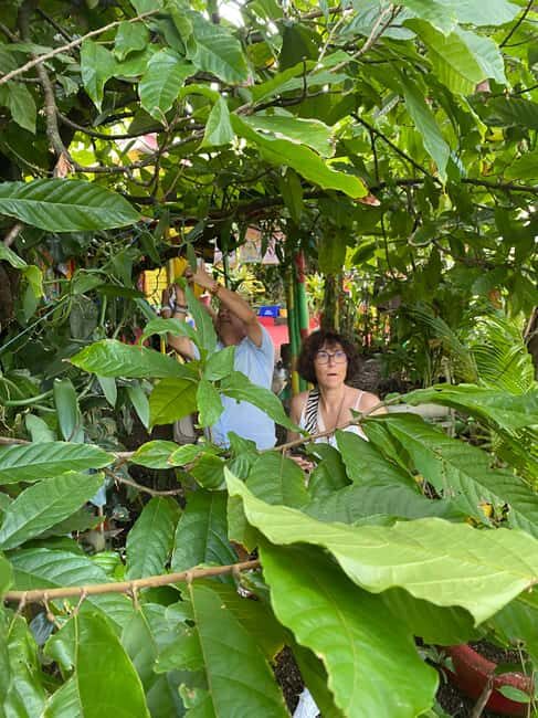 Grenada: Spice and Herb Garden Tour with Beach Visit - Key Points