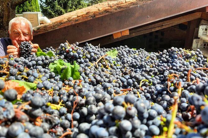 Greve in Chianti Wine Tasting and Winery Tour - Deep Dive into the Itinerary