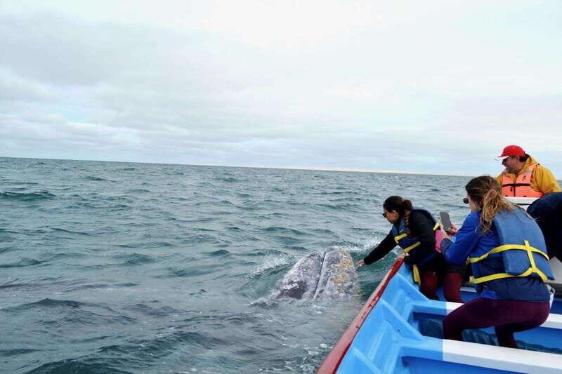 Grey Whale Watching at Mag Bay From Loreto - Grey Whale Watching at Mag Bay From Loreto: An Authentic Baja Adventure