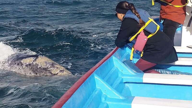 Grey Whale Watching at Mag Bay From Loreto - Key Points
