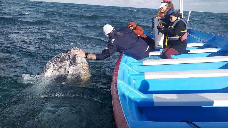 Grey Whale Watching at Mag Bay From Loreto - Authenticity and Value: What You Gain