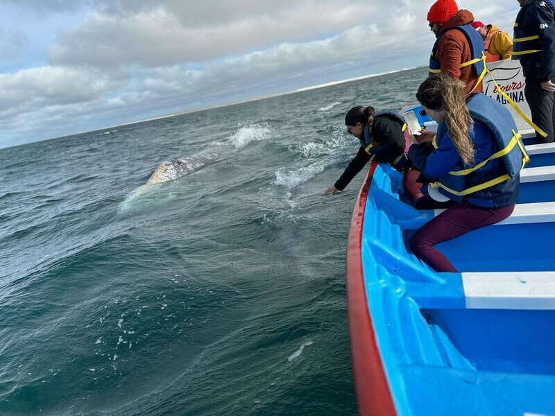 Grey Whale Watching at Mag Bay From Loreto - Final Thoughts: Is This Tour Right for You?