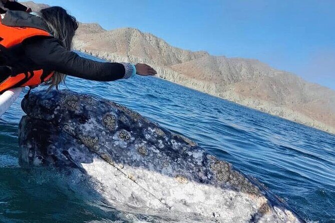 Grey Whale Watching with Expert Local Guides - Key Points