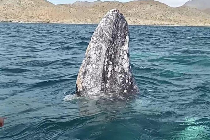 Grey Whale Watching with Expert Local Guides - A Deep Dive into the Gray Whale Watching Experience in La Paz