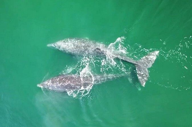Grey Whales at Puerto Chale Private Expedition - Who Should Consider This Tour?