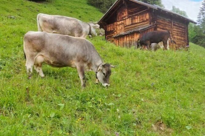 Grindelwald, Lauterbrunnen and Swiss Alps region - Final Thoughts: Is This Tour Worth It?