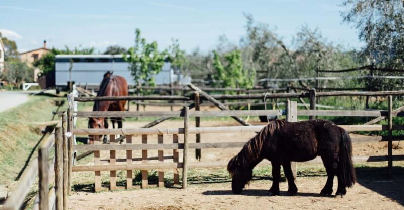 Grosseto: visit the family farm with tasting of local food - Is This Experience Worth It?