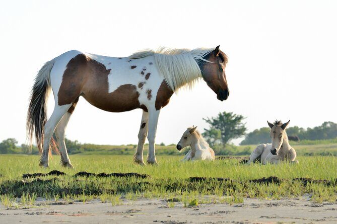 Group Boat Tours of Chincoteague & Assateague - Wild Ponies - Experience the Wild Side of Virginia with a Small-Group Boat Tour of Chincoteague & Assateague