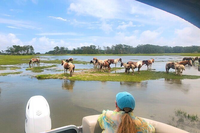 Group Boat Tours of Chincoteague & Assateague - Wild Ponies - Key Points