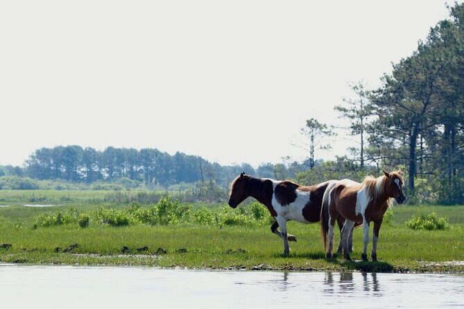 Group Boat Tours of Chincoteague & Assateague - Wild Ponies - FAQs