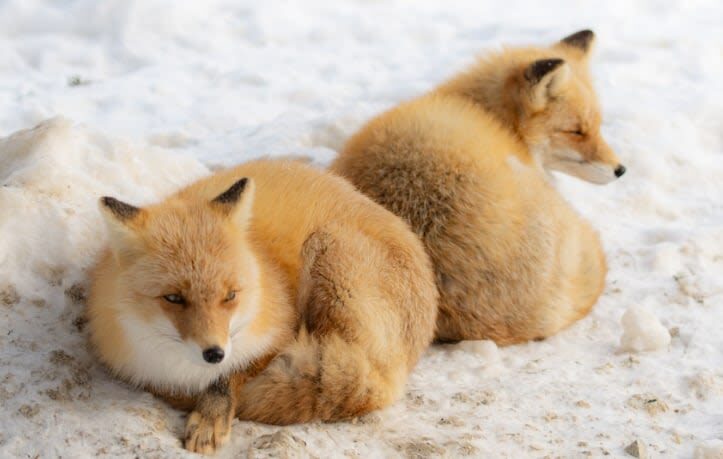 Group/Charter: Mt. Ginzan Onsen + Zao Snow Monsters + Fox Village: Exclusive Small Group Day Trip (From Sendai) - Zao’s snow monsters depend on weather and queues