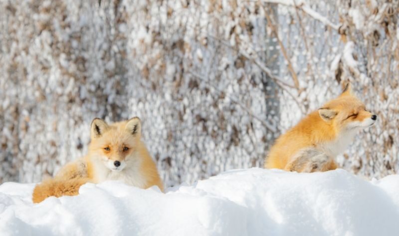 Group/Charter: Mt. Ginzan Onsen + Zao Snow Monsters + Fox Village: Exclusive Small Group Day Trip (From Sendai) - A shared charter saves the hard part, but not the planning