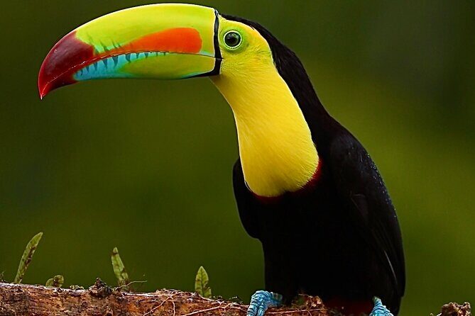 Group Guided Night Walking Tour in Monteverde - Who Would Love This Tour?